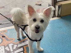 -宠颐生猫科·内科皮肤科(西平世纪城店)