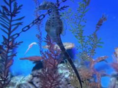 -上海海洋水族馆