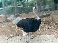 -清迈夜间动物园