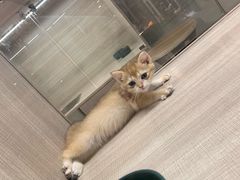 -飞行喵MR PILOT|猫舍·猫咖(静安大融城店)
