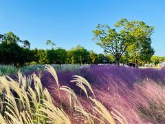 -上海浦江郊野公园-5号停车场
