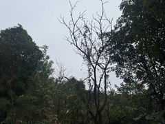 -大余丫山旅游度假区