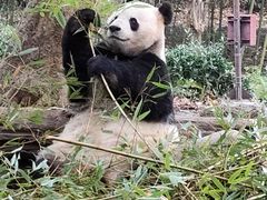 -都江堰中华大熊猫苑
