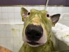 -Oh My Dog宠物沙龙(伊珊娜皮毛护理店)