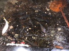 -海鲜e族(马王堆店)