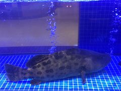 -东富酒家(龙湖西溪天街店)