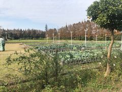 -上海长兴岛郊野公园