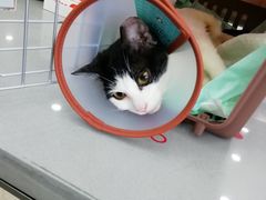 -爱侣宠医·鹦鹉专科·小型哺乳类·异宠专科(灵石路店)