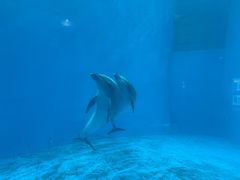 -海合安成都极地海洋公园