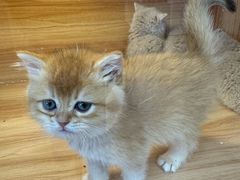 -猫十亿·布偶金渐层·曼基康矮脚猫舍(青年路店)