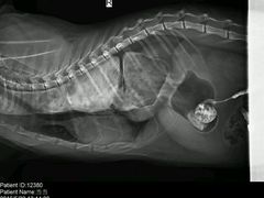 -达爱动物医院·犬猫分区·CT·复杂眼科(远洋山水分院)