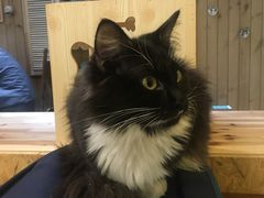 -猫色咖啡·猫咖