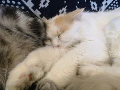 -平行世界·猫咖(首经贸店)