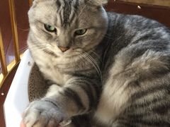 -Catmate·猫肥家润(金润铂宫店)
