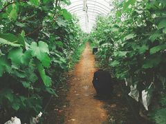 -马陆小张葡萄园农家乐