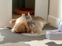 -爱侣宠医·鹦鹉专科·小型哺乳类·异宠专科(灵石路店)