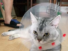 -萌兽医馆·犬猫专科·眼科中心·宠物医院(朝阳门分院)