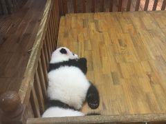 -成都大熊猫繁育研究基地