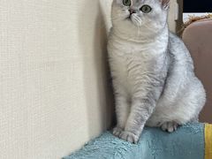 -关爱宠物医院·猫科中心·消化科(滨湖万达分院)