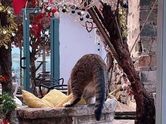 -喵屿·大理花园猫咖