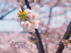 -上海南浦大桥长途旅游客运站