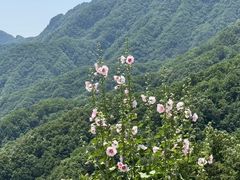 -洛阳白云山景区