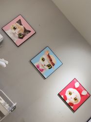 -洗脸猫·洗脸吧