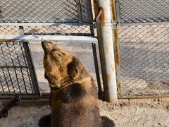 -青藏高原野生动物园