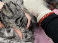 -北京观赏动物医院·24小时大型综合·猫专科·异宠专科