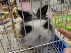 -钓仓鼠(洋桥北里小区店)
