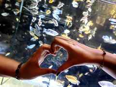 -上海海洋水族馆