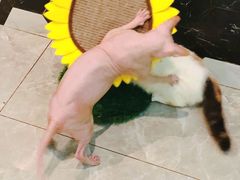 -猫爷宠物生活馆·撸猫馆