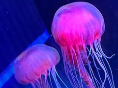 -欢乐海岸海洋奇梦馆