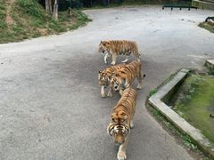 -大连森林动物园