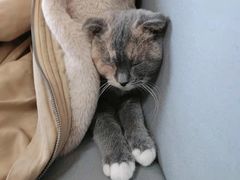 -鼓捣猫呢主题猫咖店