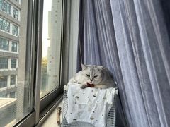 -安安宠医宠物医院·异宠·犬猫内科(岳阳分院)