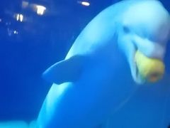-大连圣亚海洋世界