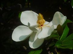 -上海滨江森林公园