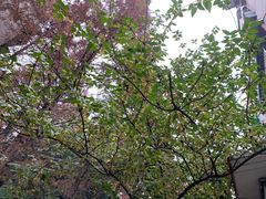 -四川大学(望江校区)