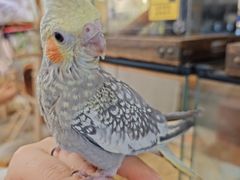 -吉丁鸟咖·异宠·寄养
