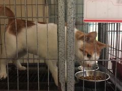 -瑞派宠物医院·24h·骨外科·皮肤科·全科宠物医疗转诊中心(沈阳浑南院)