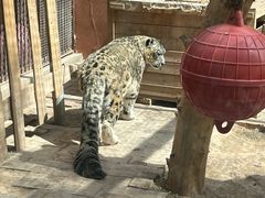 -青藏高原野生动物园
