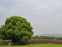 -良渚古城遗址公园