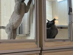 -70cat德文卷毛猫·缅因猫纯种猫舍
