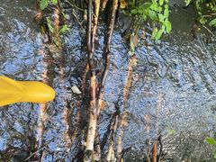 -峡谷浮石林景区