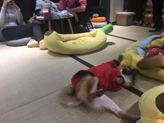 -逗柴咖啡屋·狗咖猫咖宠物桌游