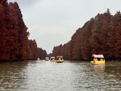 -上海海湾国家森林公园