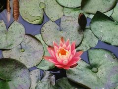 -懋隆金阁·博山菜