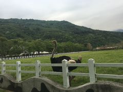 -瑞穗牧场