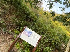 -大亚湾红树林城市湿地公园